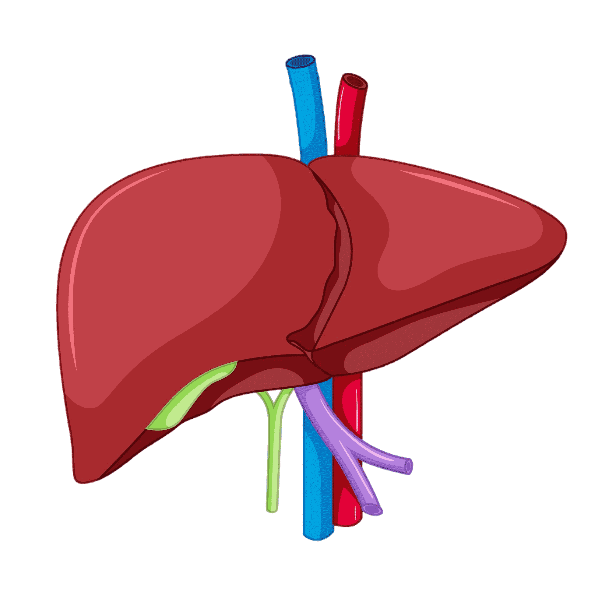Liver Condition
