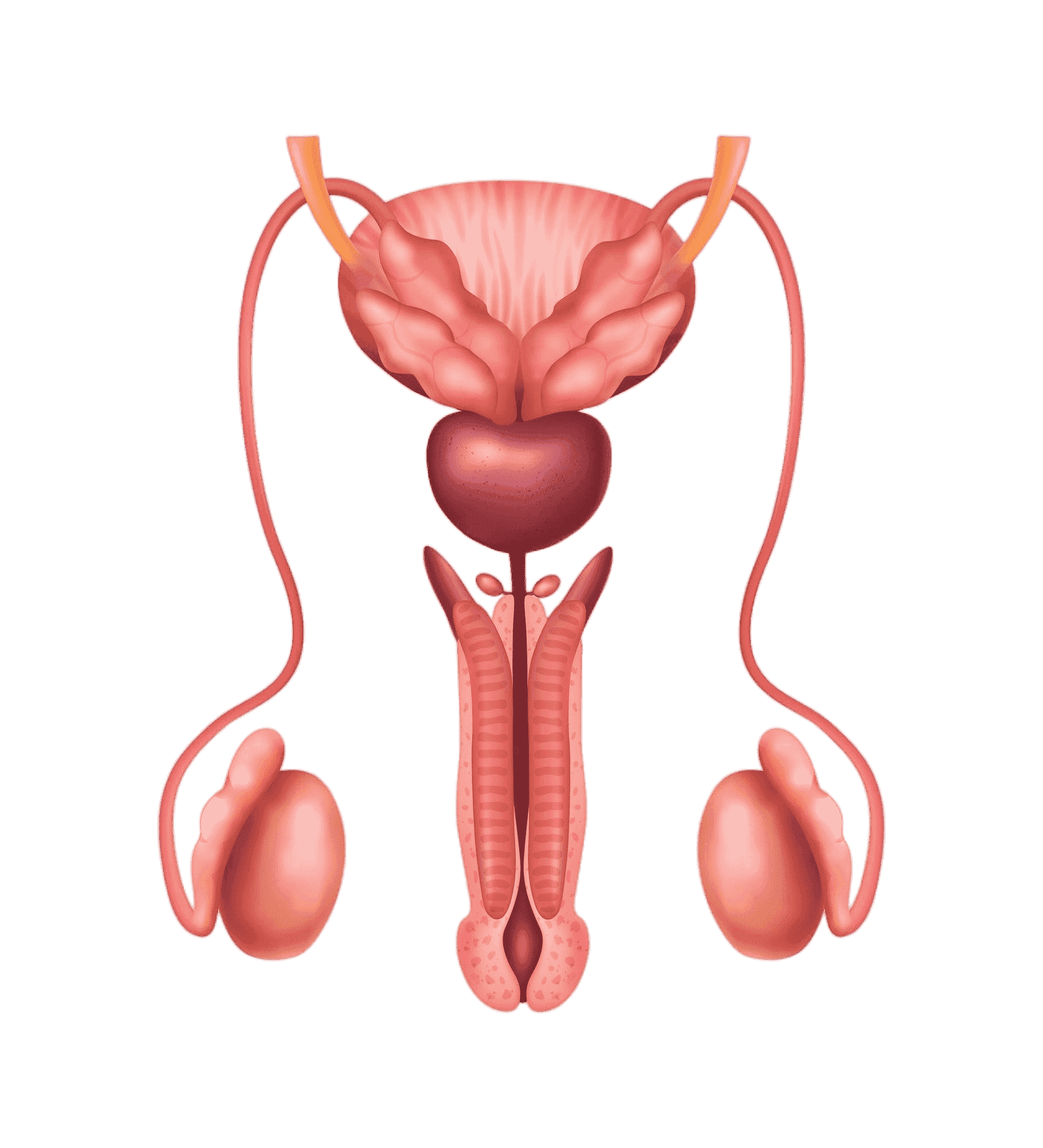 Reproductive Condition