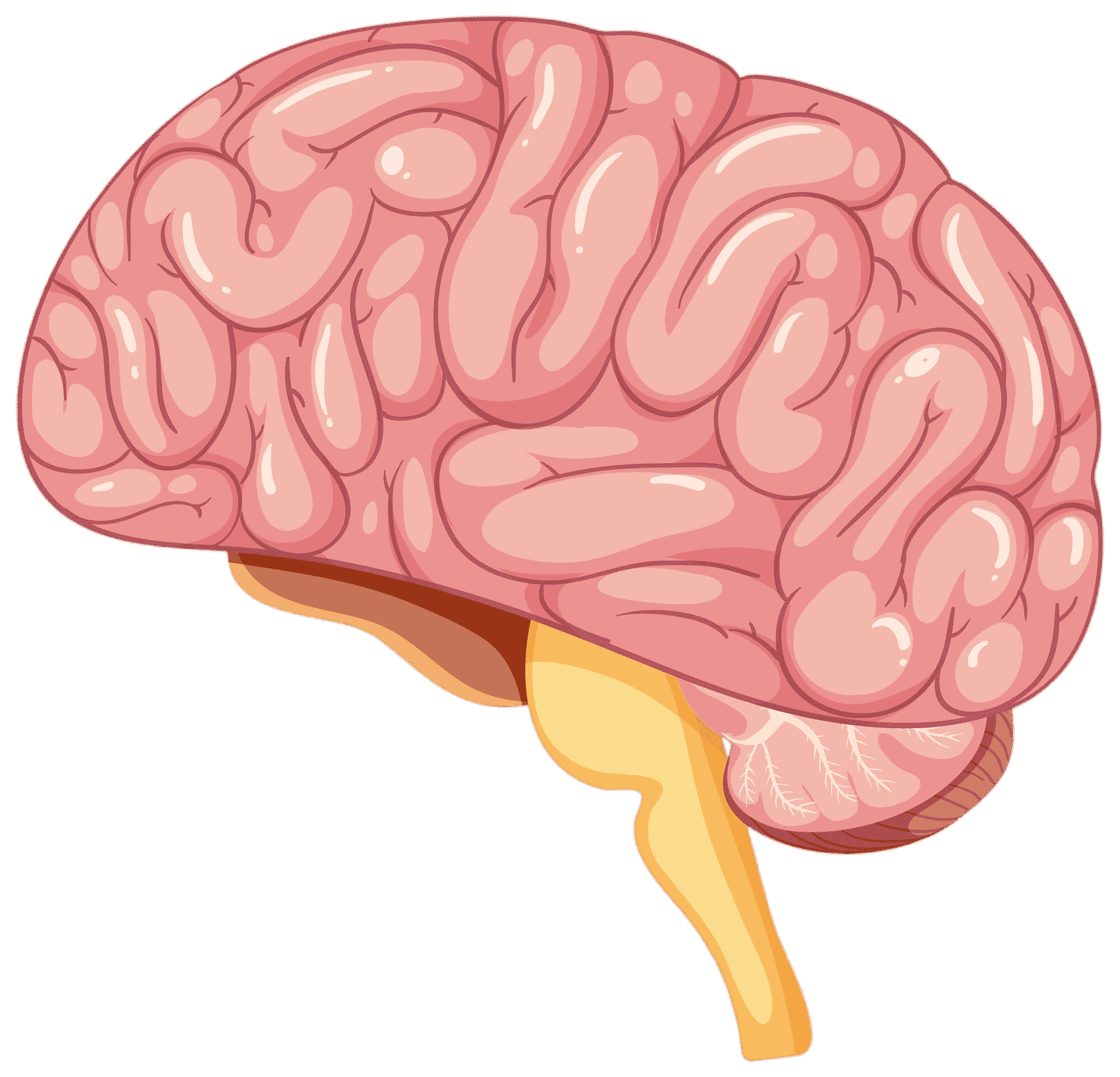 Brain