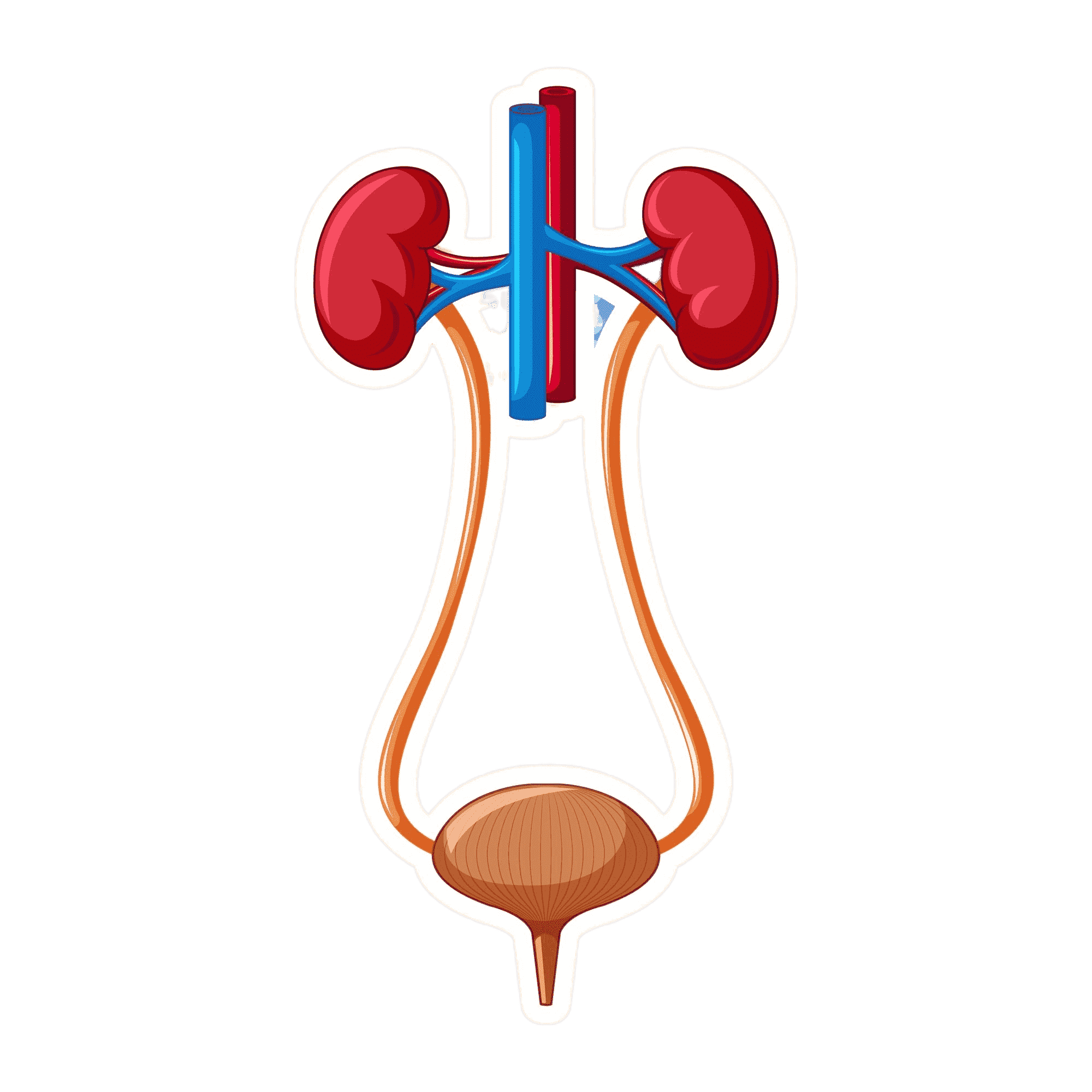 Kidney Condition